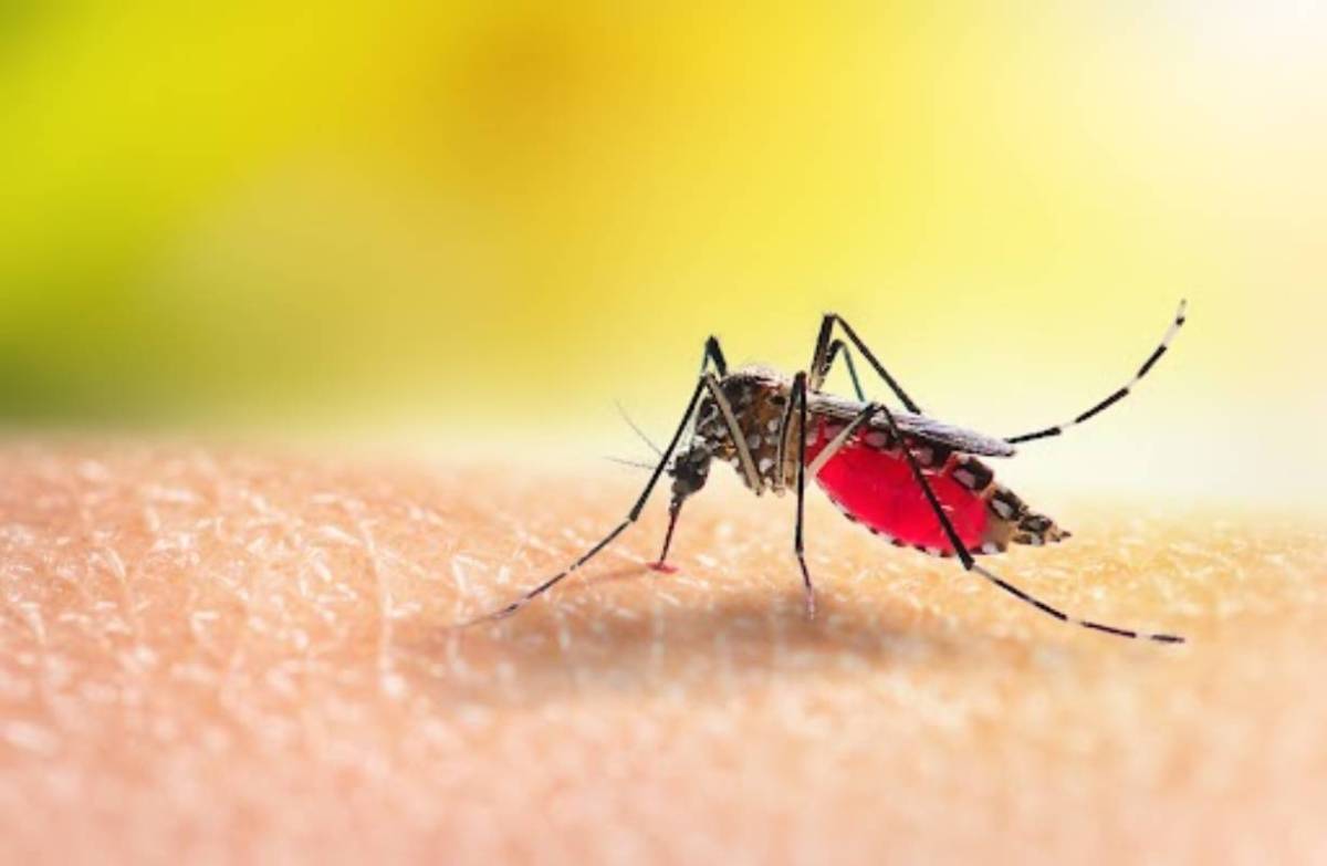 What's dengue fever? Dengue fever Signs and Prevention